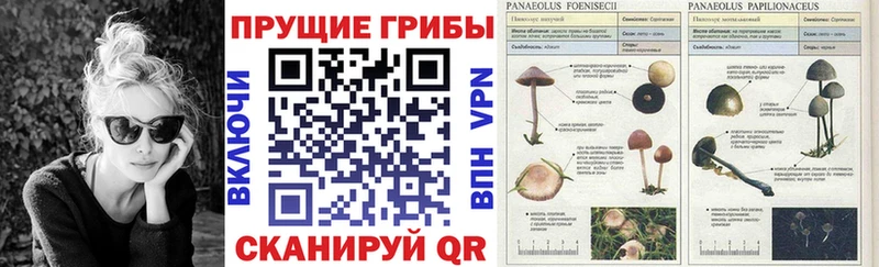 купить  цена  МЕГА сайт  Галлюциногенные грибы прущие грибы  Среднеуральск 